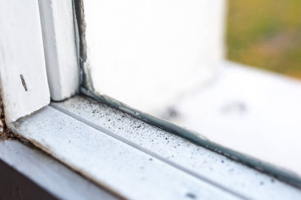 Mold Documentation for Insurance Claims in Lake Park, FL
