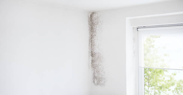 Mold Odor Removal Services in Lake Park, FL