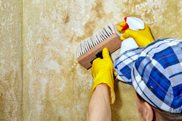 Best Basement Mold Removal  in Lake Park, FL