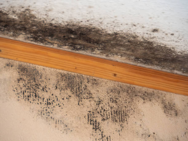 Best Comprehensive Air Testing for Mold Contaminants  in Lake Park, FL
