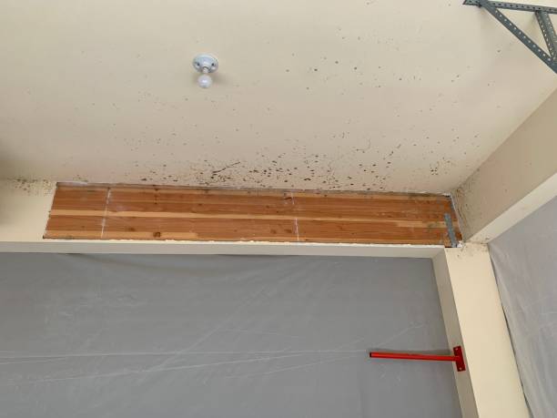 Mold Removal for HVAC Installations in Lake Park, FL