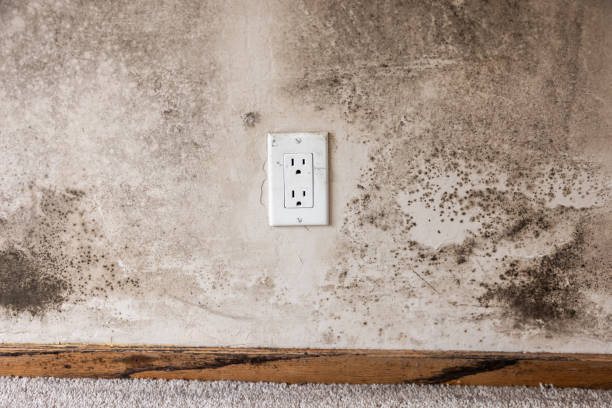 Best Post-Remediation Verification Testing  in Lake Park, FL